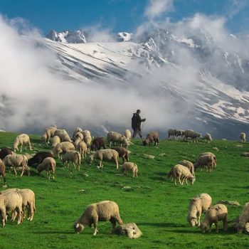 Outcry As J&K Forest Officials Ban Grazing in Mulnar, Sheep Starve